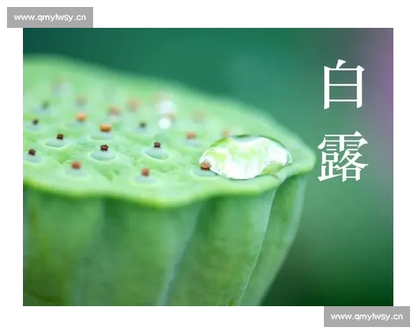 白露时节:品味秋意渐浓,探索二十四节气中的诗意与气候变化 白露时节:品味秋意渐浓,探索二十四节气中的诗意与气候变化